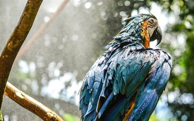 Hyacinth macaw, 4k, rain, blue parrots, wildlife, blue macaw, Anodorhynchus hyacinthinus, parrots, macaw