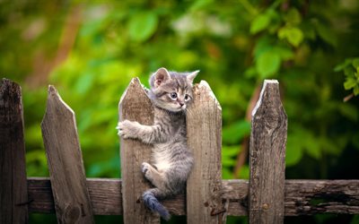 peque&#241;o gatito gris, mascotas, gatito en la valla, la primavera, simp&#225;ticos animales, gatos
