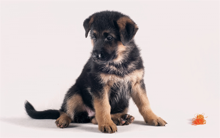 German Shepherd, Little Cute Puppy, Pets, Small Dog, Puppies