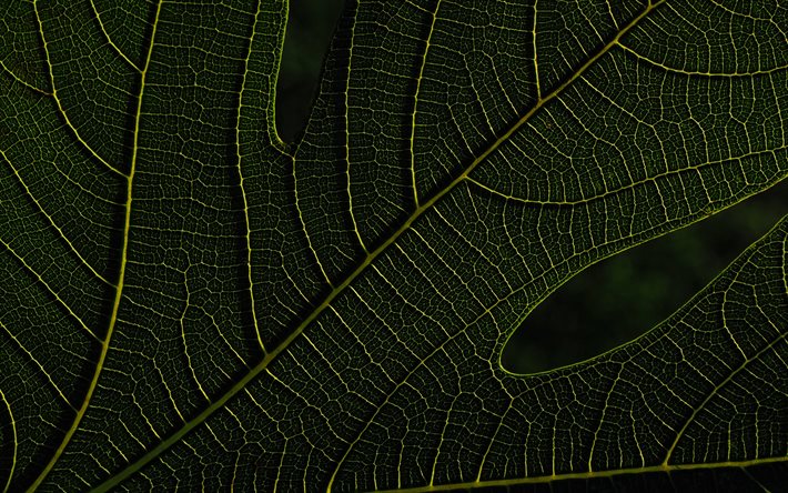 4k, le vert des feuilles de texture, macro, usine de textures, de feuilles, de vert, de milieux, de la texture, de feuilles vertes, feuilles vert, mod&#232;le de feuille de, feuille de textures