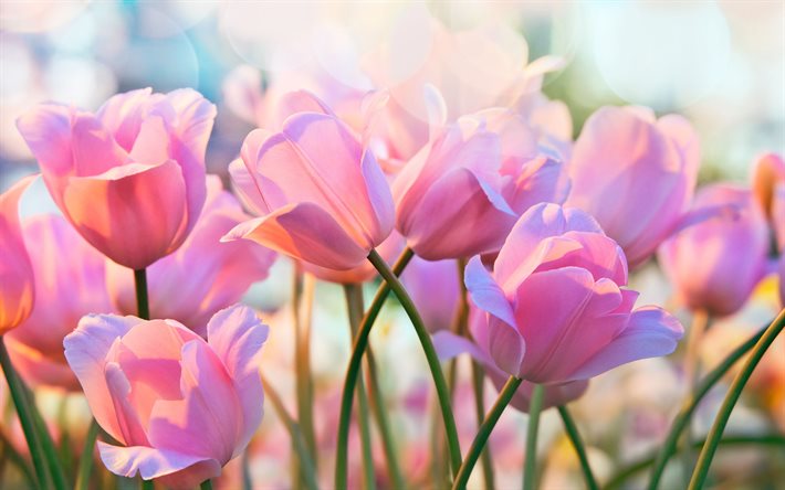 4k, pink tulips, bokeh, spring, pink flowers, tulips, spring flowers