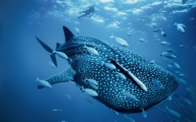 Whale shark, wildlife, close-up, predators, underwater world, shark, Rhincodon typus