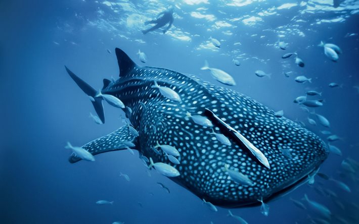 Whale shark, wildlife, l&#228;hikuva, saalistajat, vedenalainen maailma, hain, Rhincodon typus