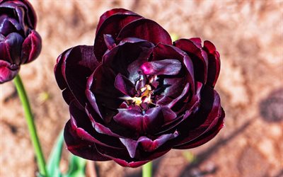 tulipe noire, macro, printemps, fleurs noires, bokeh, tulipes, fleurs de printemps