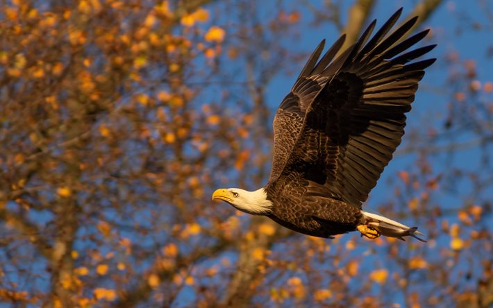 4k, flying bald eagle, close-up, american symbols, hawk, wildlife, symbols of USA, bald eagle, Haliaeetus leucocephalus