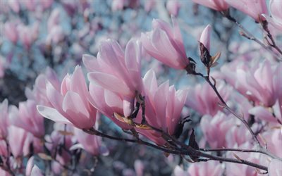 magnolia, flores de primavera, rosa flores de la primavera, la primavera, la magnolia de la rama, fondo con magnolias