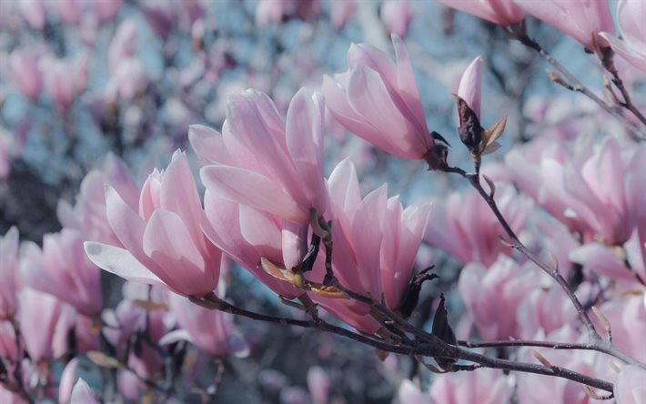 magnolia, v&#229;ren blommar, rosa v&#229;rens blommor, v&#229;ren, magnolia gren, bakgrund med magnolias