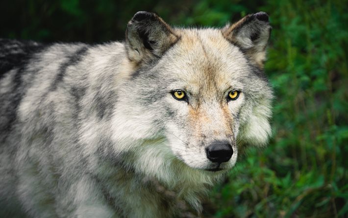 lobo, predador, a vida selvagem, animais selvagens, animais perigosos, lobos