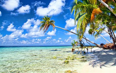tropiska &#246;n, sommar, palmer, ocean, resa i sommar, palm tr&#228;d &#246;ver havet