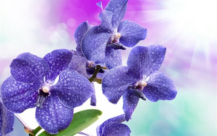 Purple orchids, tropical flowers, branch of orchid, orchids