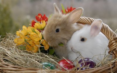 Easter, rabbits, cute animals, spring, Easter eggs