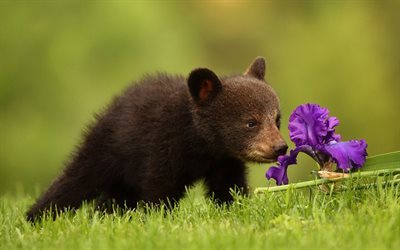 bear cub, animales lindos, iris, osos