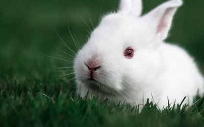 white rabbit, green grass, small fluffy rabbit, cute animals, farm