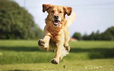 Goldador, 4k, pets, dogs, running dog, cute animals, Goldador Dog