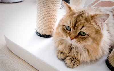 Persian Cat, fluffy cat, pets, domestic cats, muzzle, Persian, cats