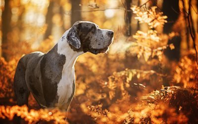 Great Dane, autumn, pets, forest, dogs, domestic dog, German Mastiff, Deutsche Dogge, Dogue Allemand