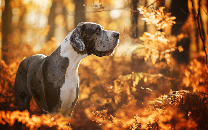 Great Dane, autunno, animali, foresta, cani, cane domestico, Mastino tedesco, Deutsche Dogge, Dogue Allemand