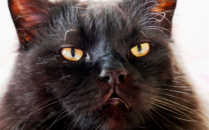 4k, Bombay Gato, hocico, mascotas, un gato negro, ojos amarillos, gato dom&#233;stico, gatos, Bombay
