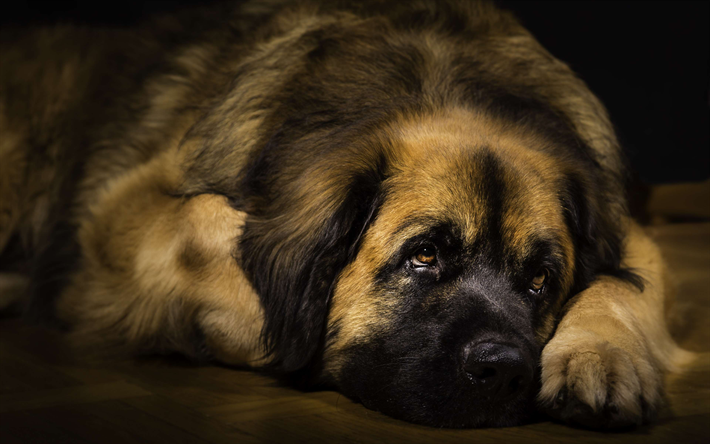 Leonberg, 4k, nospartiet, husdjur, s&#246;ta djur, hundar, fluffig hund, Leonberger Hund