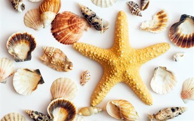 yellow starfish, seashells, sea concepts, travel, summer vacation
