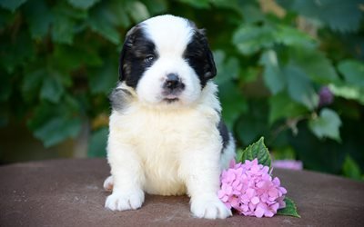 Saint Bernard, 4k, cute animals, puppy, pets, dogs, Saint Bernard Dog