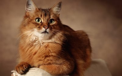 red fluffy cat, Maine coon, domestic cat, cute animals, breed of furry cats