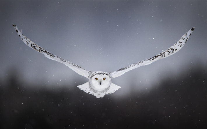 Snowy Owl, white owl, North America, owl, Bubo scandiacus