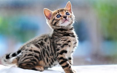 4k, Bengal Cat, kitten, pets, domestic cat, cute animals, cats, Bengal