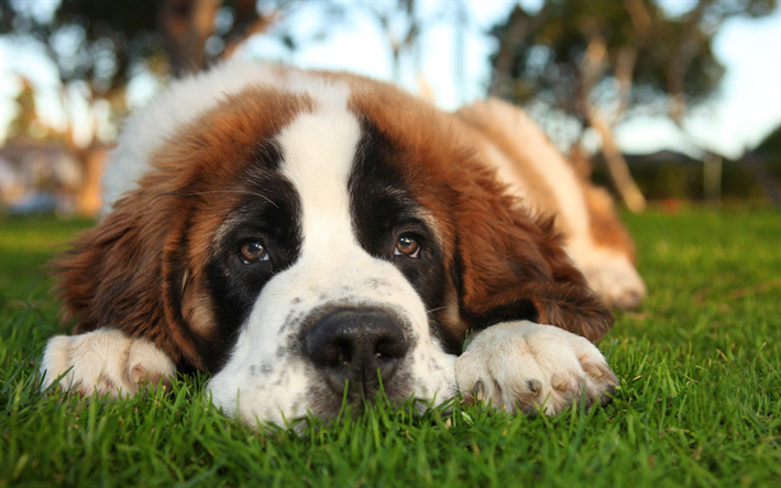 Saint Bernard Dog, muzzle, cute animals, lawn, pets, dogs, Saint Bernard
