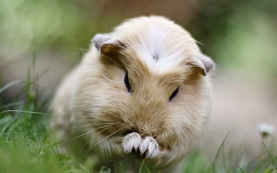 beige guinea pig, cute animals, pets, green grass, rodent, guinea pigs