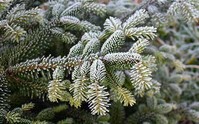 snow on spruce branches, winter, spring, snow, spruce branches, spruce