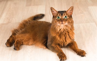 Somali cat, red cat, pets, domestic cat, breed of long-haired cats