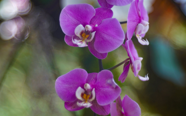 lila orkid&#233;er, vilda djur, vackra lila blommor, tropikerna