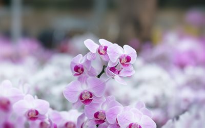 pink orchid, beautiful flowers, orchid branch, close-up, pink flowers, orchids