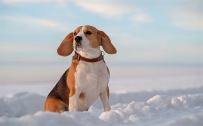 Beagle, c&#227;o de pequeno porte, neve, inverno, animais de estima&#231;&#227;o, c&#227;es bonitos