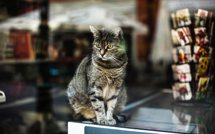 Gatto Bobtail americano, 4k, negozio, finestra, animali domestici, gatto domestico, animali, gatti, Bobtail Americano