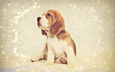 Beagle Perro, cachorro, mascotas, animales de peque&#241;a beagle, perros, animales lindos, Beagle