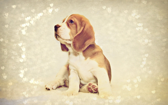 Beagle, C&#227;o, filhote de cachorro, animais de estima&#231;&#227;o, pequeno beagle, cachorros, animais fofos