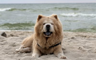 Il Chow-Chow, spiaggia, cani cute, peloso cane, animali domestici, cani, Cane Chow Chow