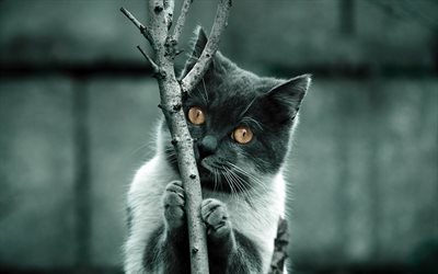 Scottish Fold Cat, branch, white gray cat, pets, muzzle, cats, cute animals, domestic cat, Scottish Fold