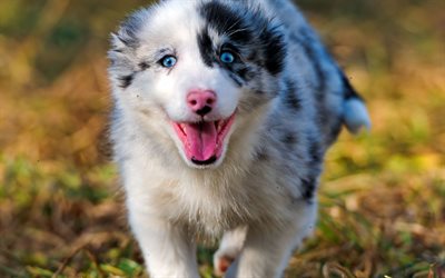 Aussie, cucciolo, occhi azzurri, Pastore Australiano, l&#39;esecuzione di cane, animali domestici, cani, Cane da Pastore Australiano, Aussie Cane