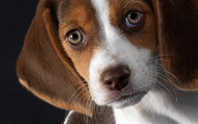 Chien Beagle, close-up, les animaux de compagnie, petit beagle, chiot, chiens, animaux mignons, Beagle