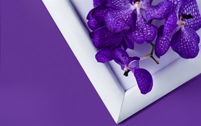 紫オーキッド, 鉢植え, 熱帯の花々, オーキッド、紫色の背景, 蘭