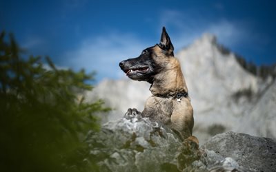 German Shepherd Dog, Stones, Mountains, Dogs