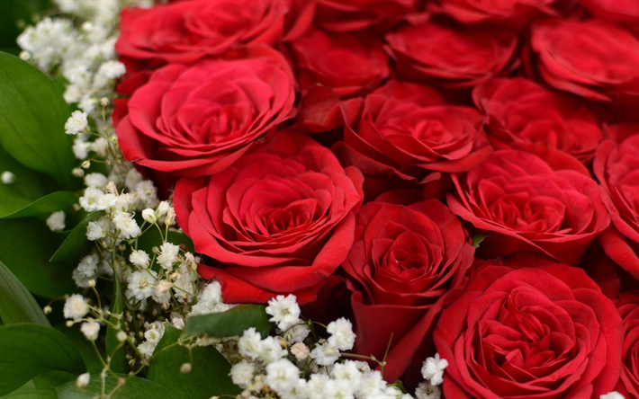 des roses rouges, beau bouquet, de la romance, des roses, des fleurs rouges, des boutons de roses