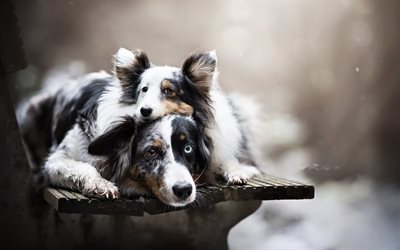 Australian Shepherd Dog, Puppy, Large Dog, American Dog Breeds, Pets, Dogs, Aussie, Heterochromia, eyes of different colors