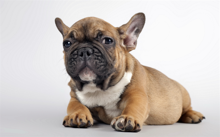 french bulldog, puppy, pets, dogs, small french bulldog, cute animals, bulldogs, french bulldog dog