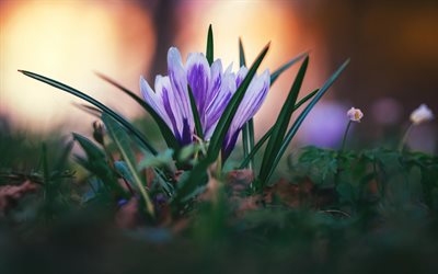 crocuses, field violet flowers, spring, grass, spring flowers, evening, sunset, bokeh, blur