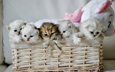 les petits chatons mignons petits chats, chatons dans le panier, de dr&#244;les d&#39;animaux, chatons blancs, les animaux de compagnie