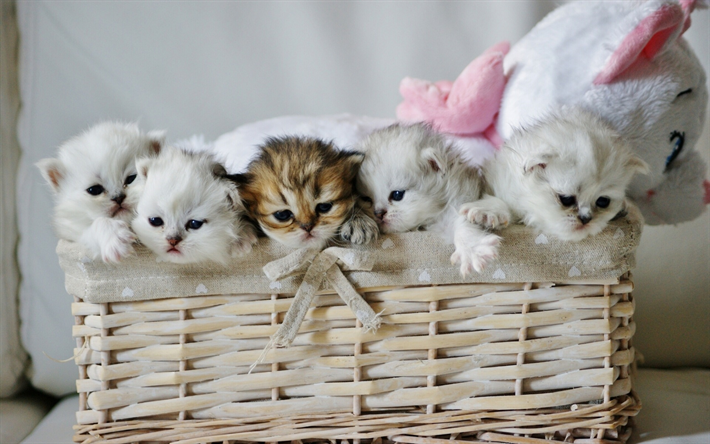القطط الصغيرة, لطيف قليلا القطط, القطط في سلة, حيوانات مضحكة, القطط البيضاء, الحيوانات الأليفة